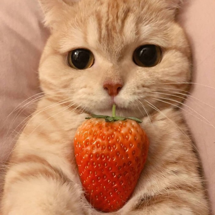 Stlanik (stlanik.lens) Lens social identity (.lens handle) PFP