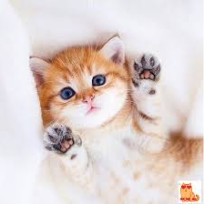 stonifild.eth Ethereum Name Service (ENS and .eth domain) PFP