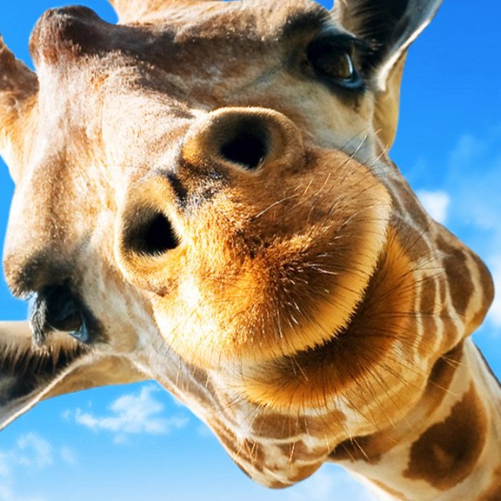 strk888.eth Ethereum Name Service (ENS and .eth domain) PFP