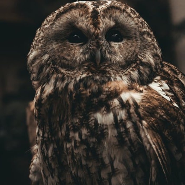 swib.eth Ethereum Name Service (ENS and .eth domain) PFP