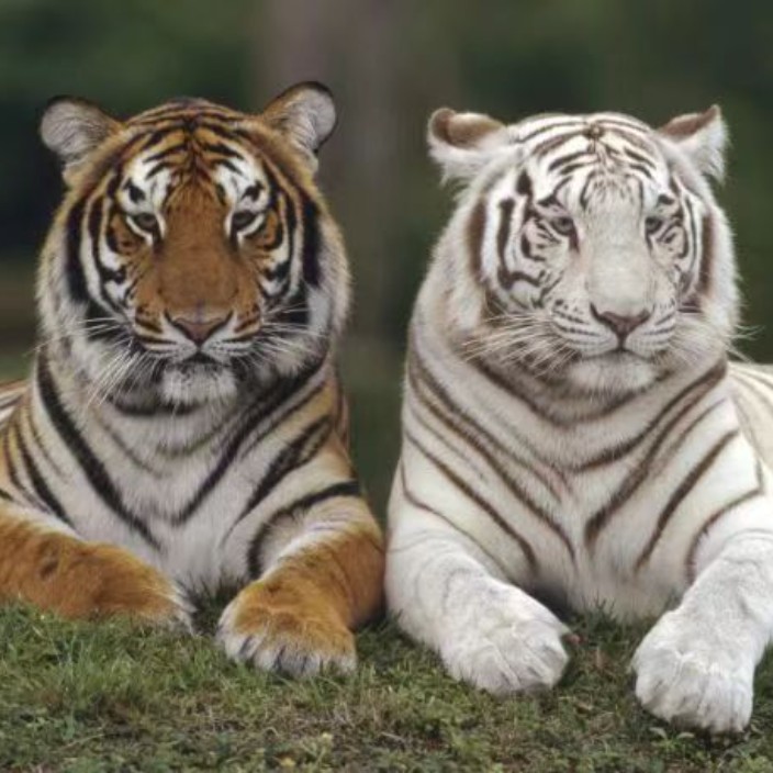 joy804.lens Lens social identity (.lens handle) PFP