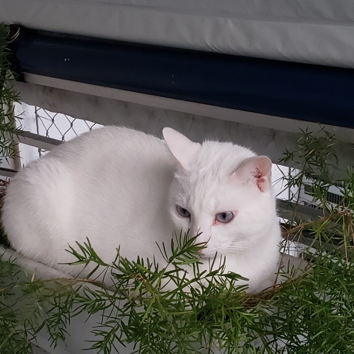 tabsoares.lens Lens social identity (.lens handle) PFP