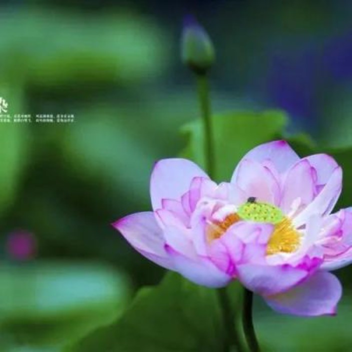 tasbayabiya.eth Ethereum Name Service (ENS and .eth domain) PFP