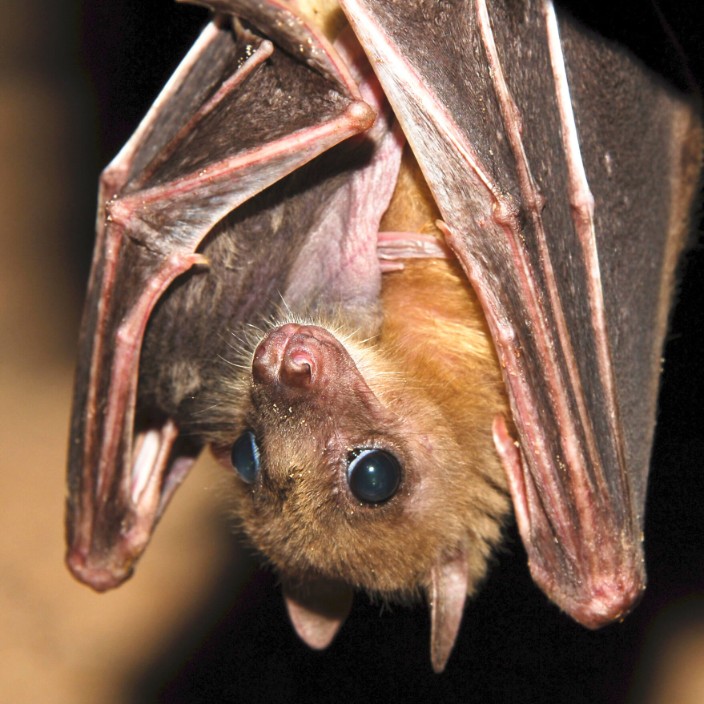 techhubconnect.eth Ethereum Name Service (ENS and .eth domain) PFP