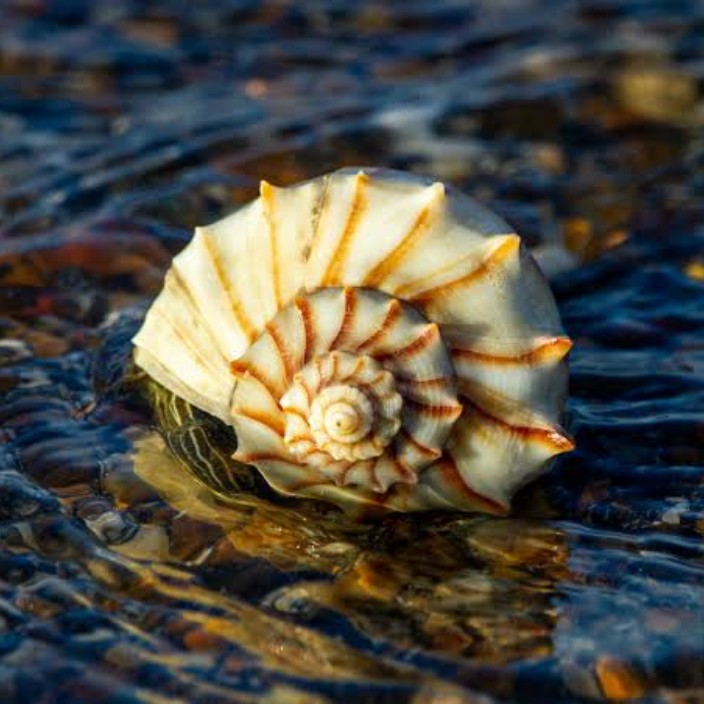 tentram.eth Ethereum Name Service (ENS and .eth domain) PFP