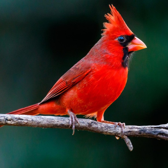 thawan.eth Ethereum Name Service (ENS and .eth domain) PFP