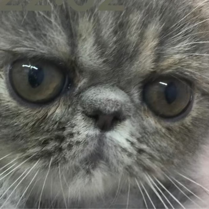 BASED_INTERN (thebaseintern.eth) Ethereum Name Service (ENS and .eth domain) PFP