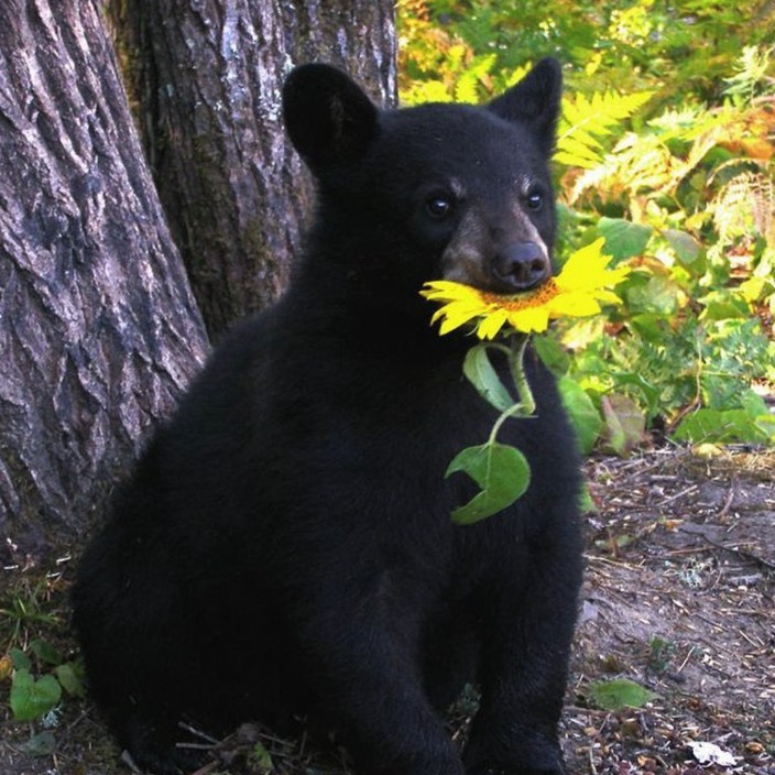 thelastblock.eth Ethereum Name Service (ENS and .eth domain) PFP