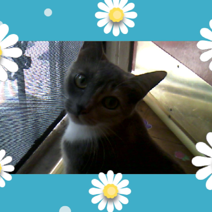 tiare.eth Ethereum Name Service (ENS and .eth domain) PFP