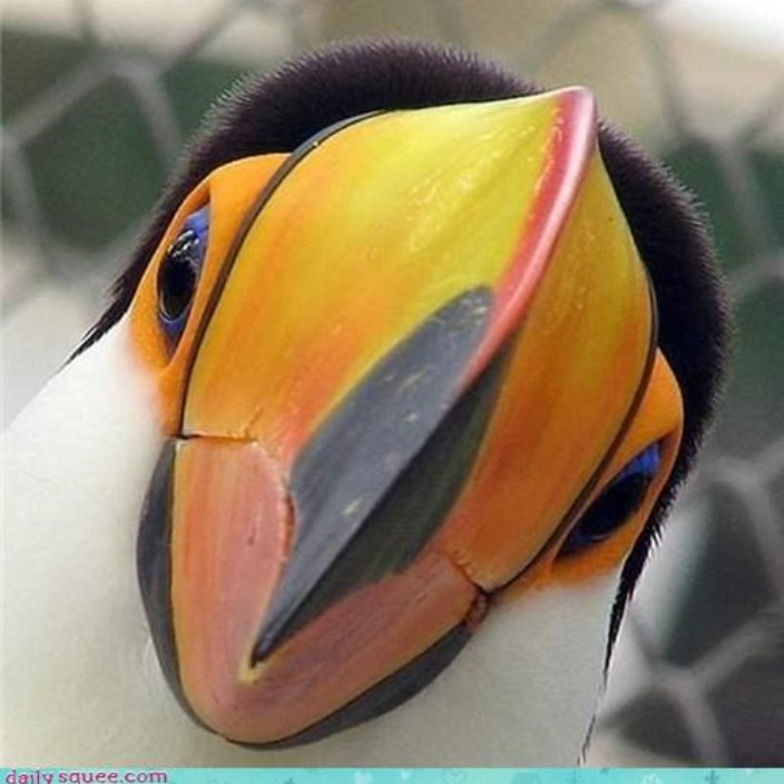 toucan-kim.eth Profile Photo