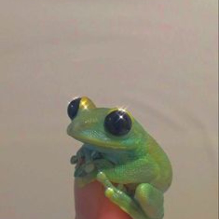 trenchesskings.eth Ethereum Name Service (ENS and .eth domain) PFP