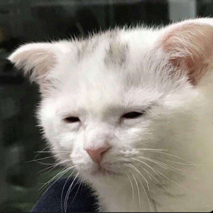 trenchwarrior.eth Ethereum Name Service (ENS and .eth domain) PFP