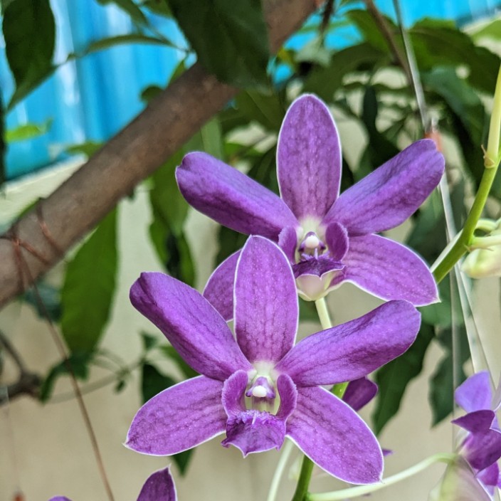 Truong Sa (truongsa.eth) Ethereum Name Service (ENS and .eth domain) PFP