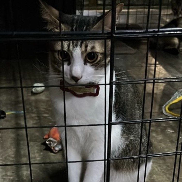 tsc15.eth Ethereum Name Service (ENS and .eth domain) PFP