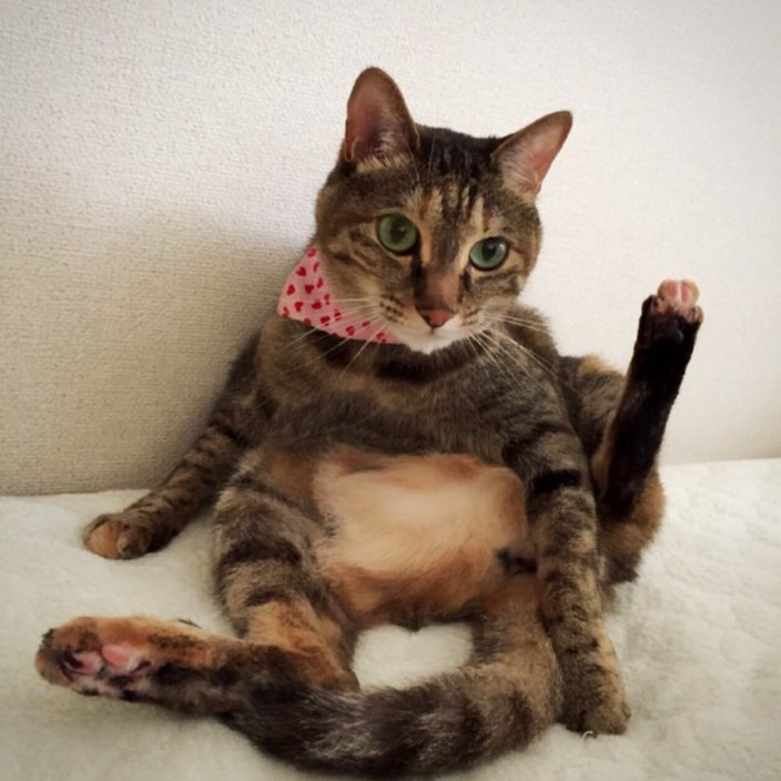 tsutsuji.eth Ethereum Name Service (ENS and .eth domain) PFP