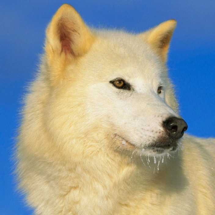 tterro.eth Ethereum Name Service (ENS and .eth domain) PFP