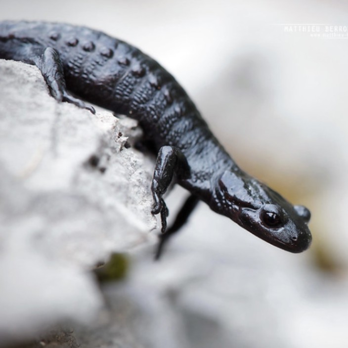 tyramer.eth Ethereum Name Service (ENS and .eth domain) PFP