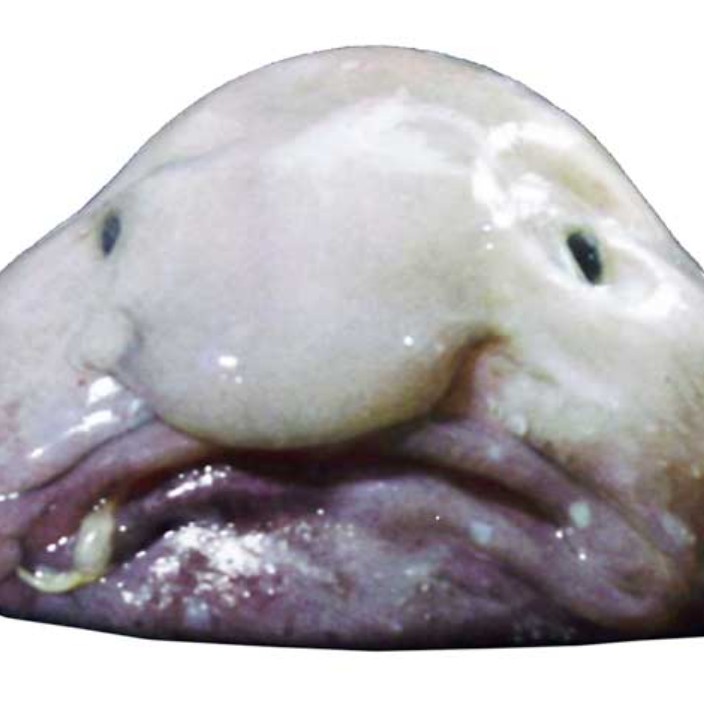 unusualcreature.eth Ethereum Name Service (ENS and .eth domain) PFP