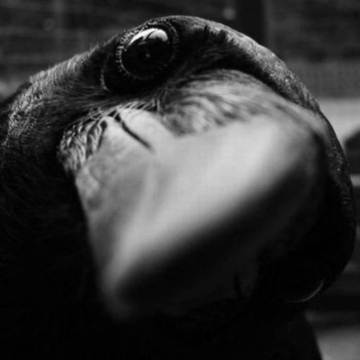 vaine.eth Ethereum Name Service (ENS and .eth domain) PFP