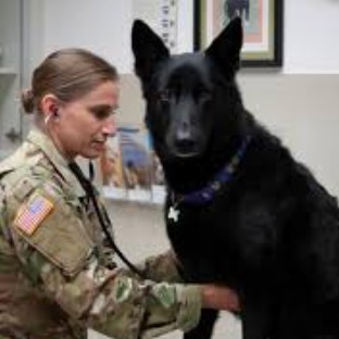 vets.eth Ethereum Name Service (ENS and .eth domain) PFP