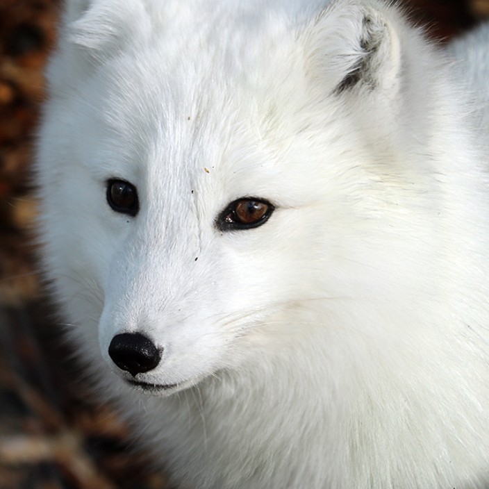 vikafoxy.linea.eth Linea Name Service (.linea.eth domains) based on ENS PFP