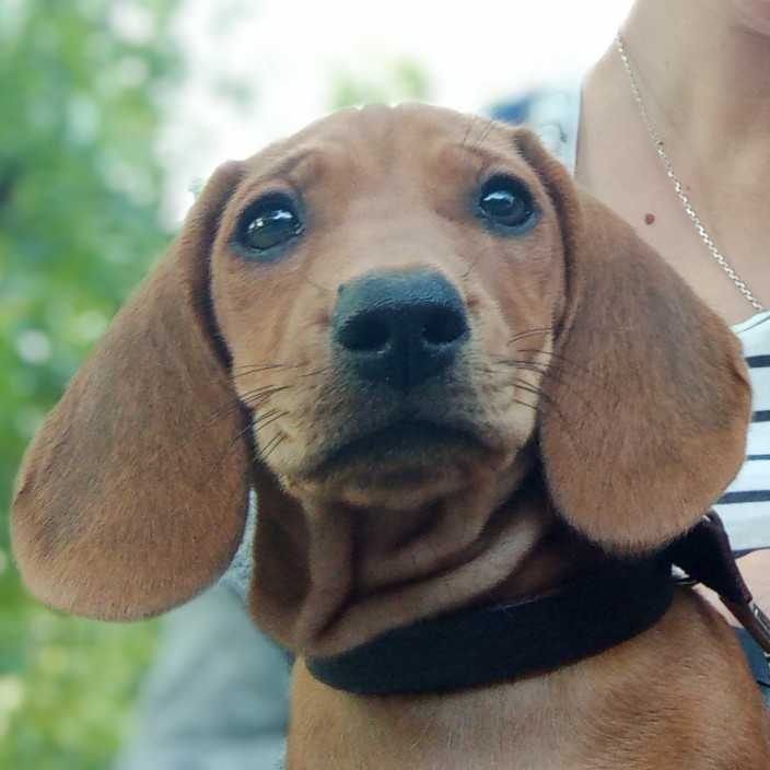 vitalion.eth Ethereum Name Service (ENS and .eth domain) PFP