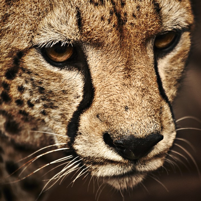 volody.eth Ethereum Name Service (ENS and .eth domain) PFP