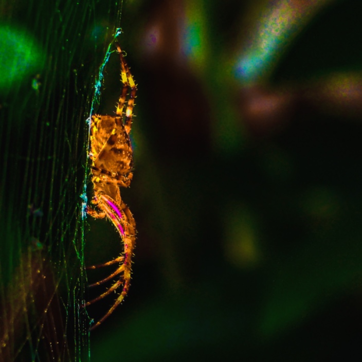 SnowBunnyDoge (vorticity.eth) Ethereum Name Service (ENS and .eth domain) PFP