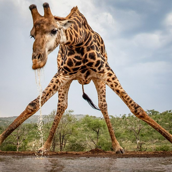 waterhole.eth Ethereum Name Service (ENS and .eth domain) PFP