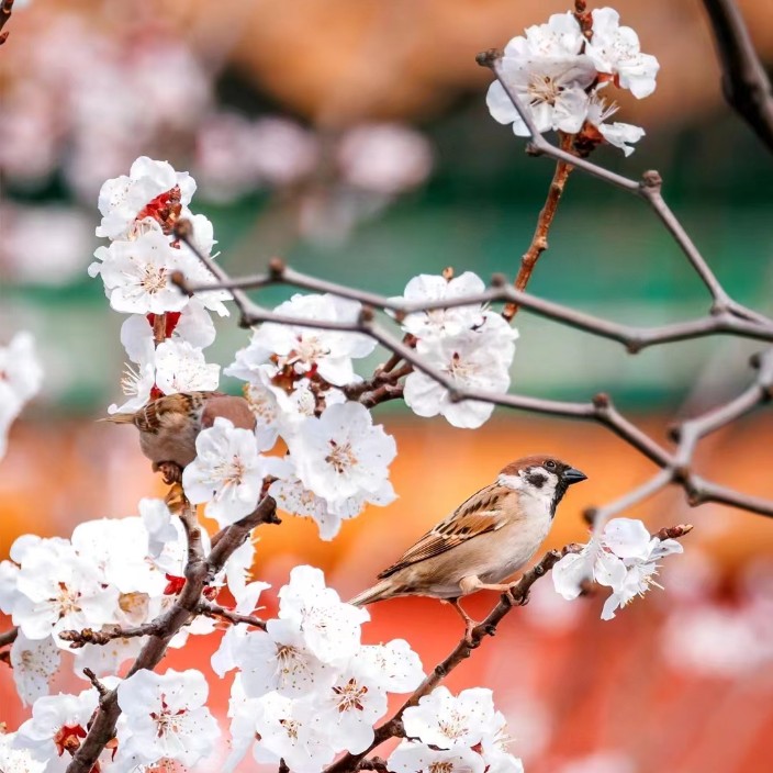 tianyulu.base.eth Basenames (.base.eth domains) based on ENS PFP