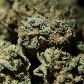 weedstrain.eth Ethereum Name Service (ENS and .eth domain) PFP