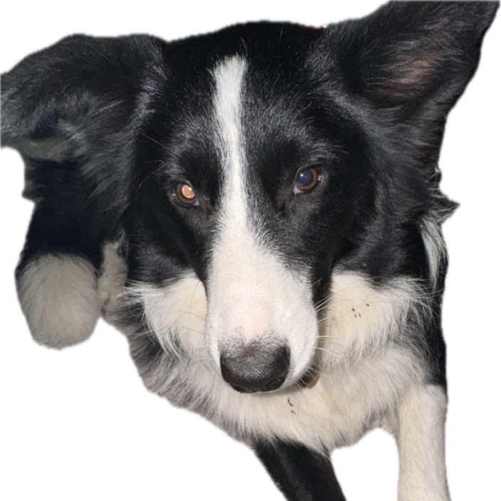 wehave0527.eth Ethereum Name Service (ENS and .eth domain) PFP