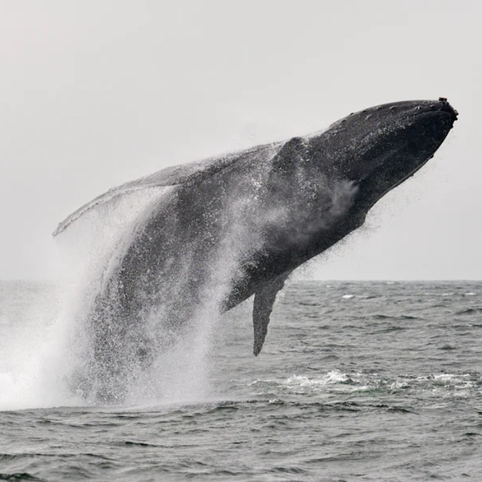Whale at work (whaleatwork.lens) Lens social identity (.lens handle) PFP