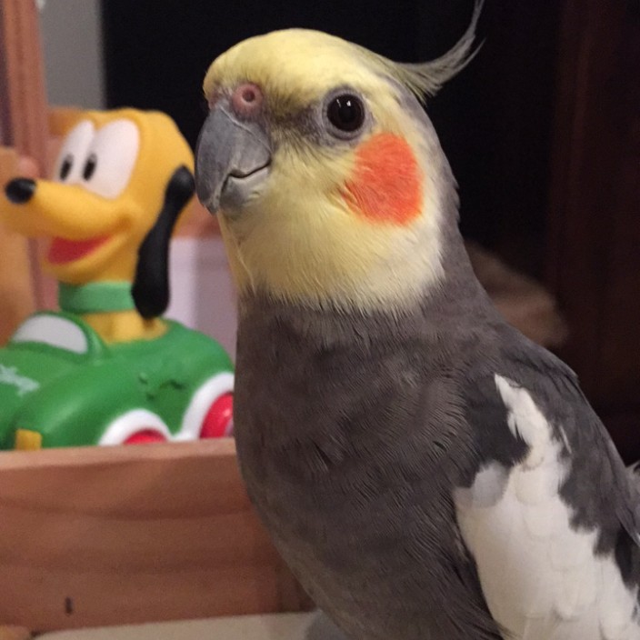 whipi.eth Ethereum Name Service (ENS and .eth domain) PFP