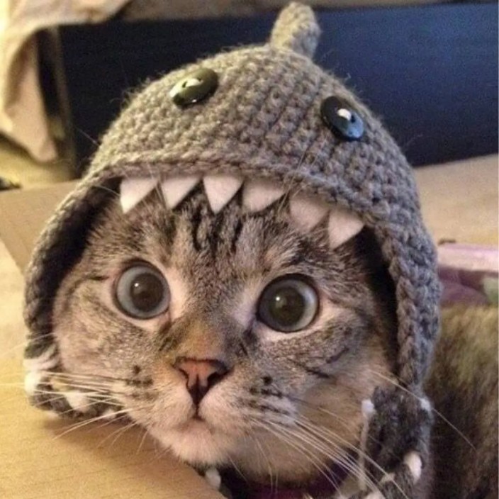 whiskerclaw.eth Ethereum Name Service (ENS and .eth domain) PFP