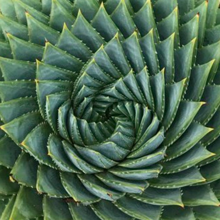 wizardfire.eth Ethereum Name Service (ENS and .eth domain) PFP