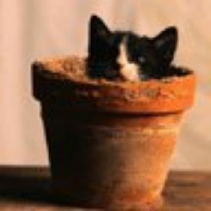 wjzhweo.eth Ethereum Name Service (ENS and .eth domain) PFP