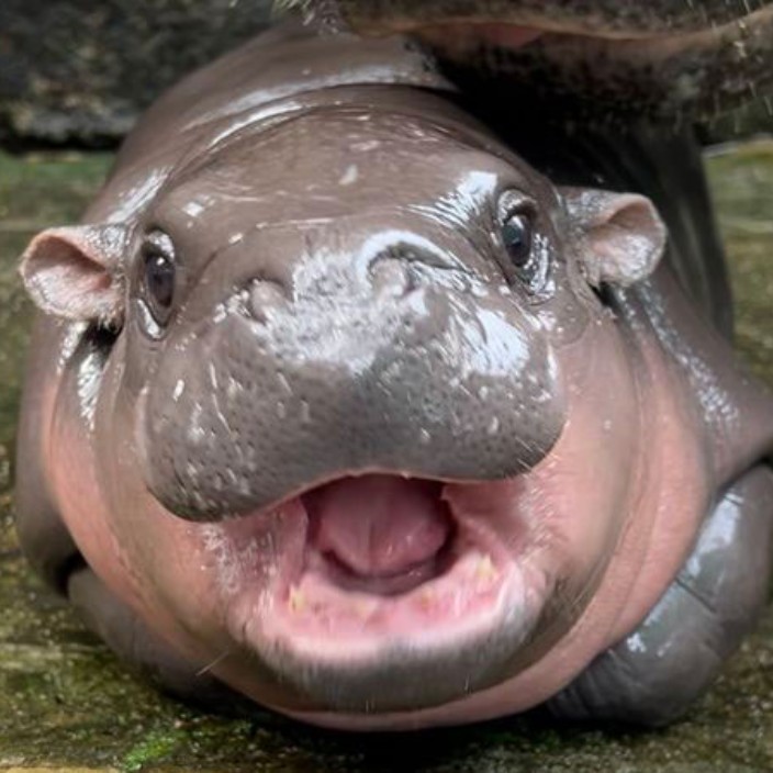 JamesWu (wuyuwen0.eth) Ethereum Name Service (ENS and .eth domain) PFP