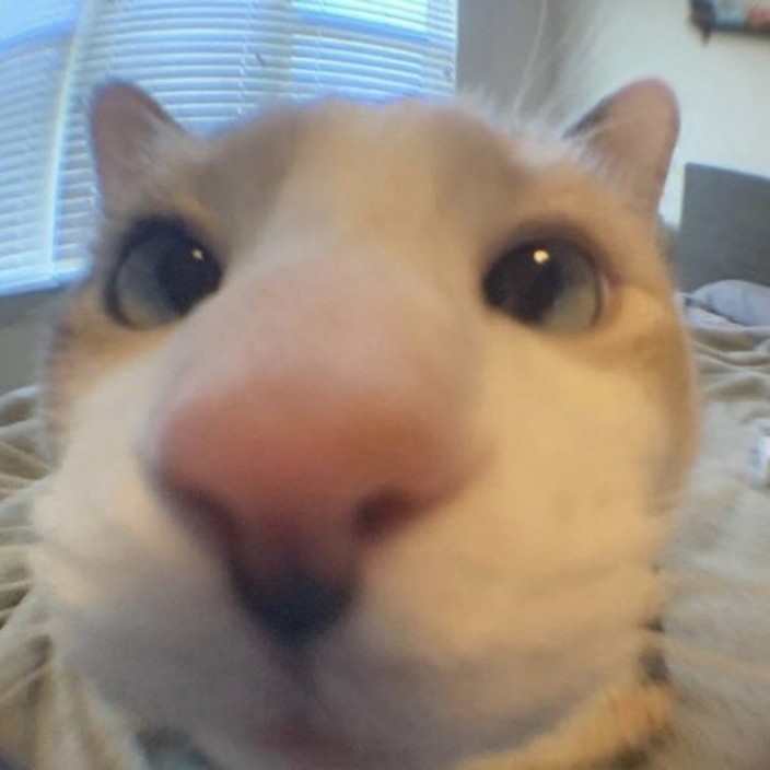 Onion (onion.linea.eth) Linea Name Service (.linea.eth domains) based on ENS PFP