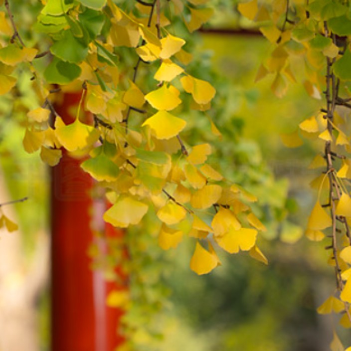 xiaoqingtian.eth Ethereum Name Service (ENS and .eth domain) PFP