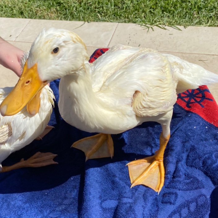 xnikzz (xnikzz.eth) Ethereum Name Service (ENS and .eth domain) PFP