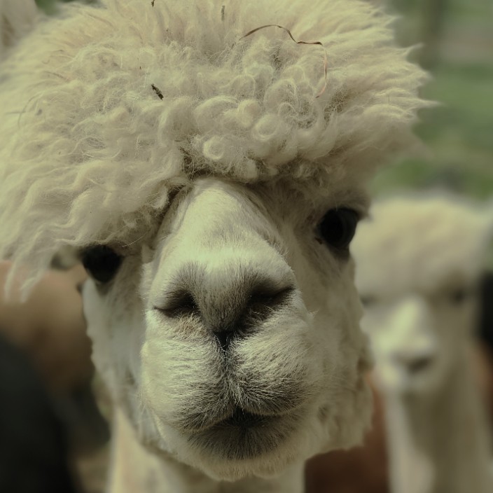 xwestin.eth Ethereum Name Service (ENS and .eth domain) PFP