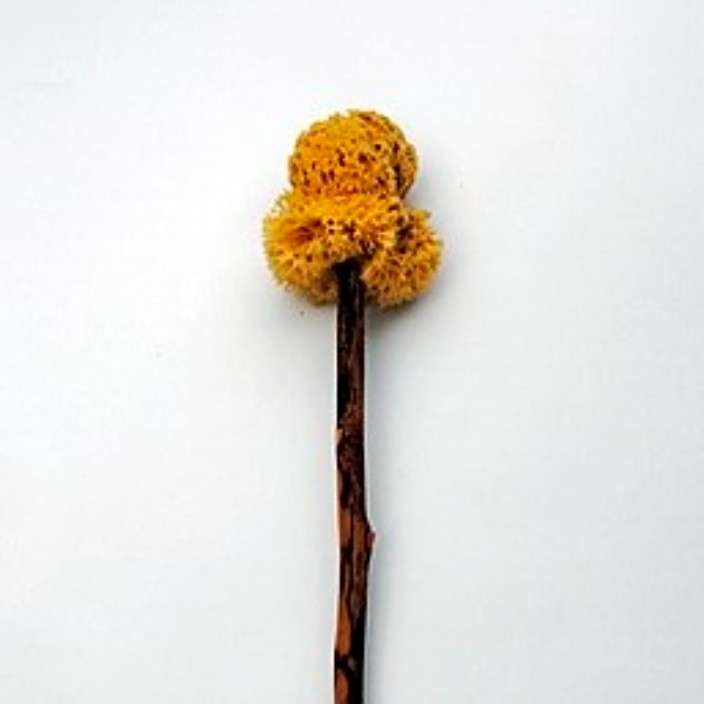 xylospongium.eth Ethereum Name Service (ENS and .eth domain) PFP