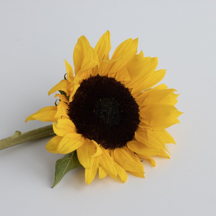 yapidaras.eth Ethereum Name Service (ENS and .eth domain) PFP