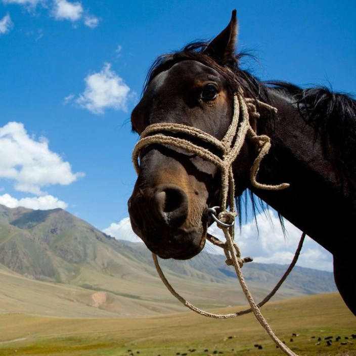 knightofdolega (ymg90s.eth) Ethereum Name Service (ENS and .eth domain) PFP