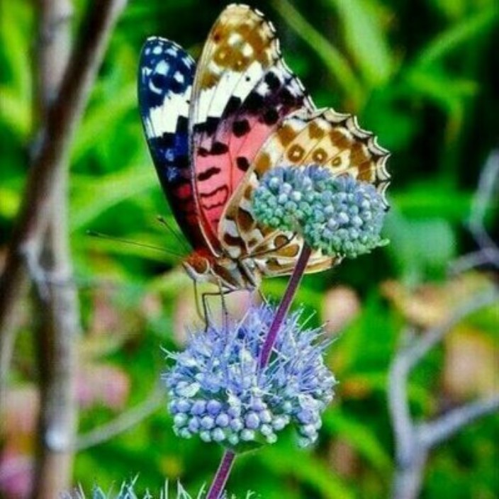 zakiyeh.eth Ethereum Name Service (ENS and .eth domain) PFP