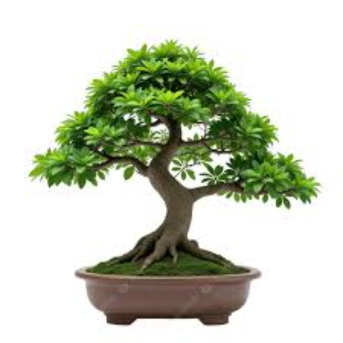 zammabtc.base.eth Basenames (.base.eth domains) based on ENS PFP