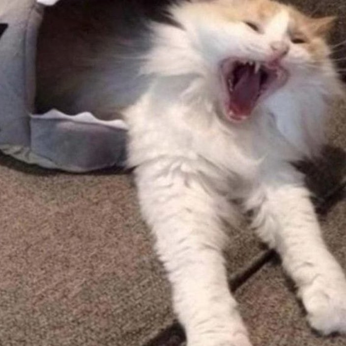 zarafeen.base.eth Basenames (.base.eth domains) based on ENS PFP