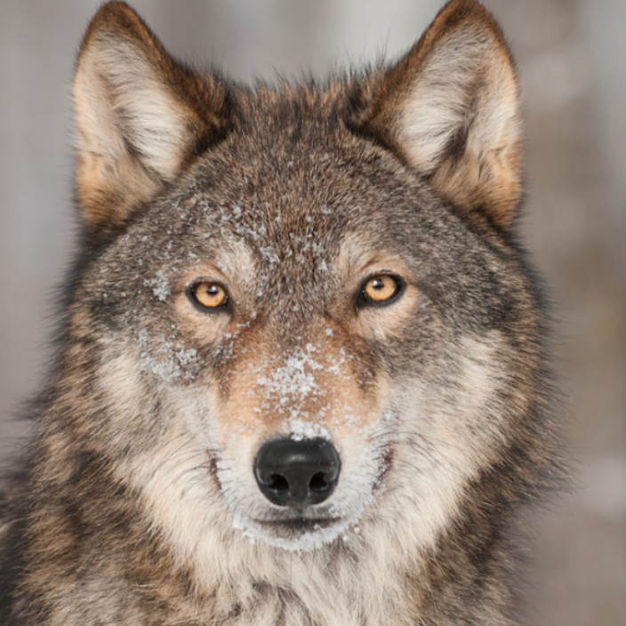 Differential Techno-Optimism (zeev.eth) Ethereum Name Service (ENS and .eth domain) PFP