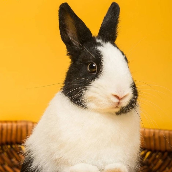 zhengdaming.eth Ethereum Name Service (ENS and .eth domain) PFP